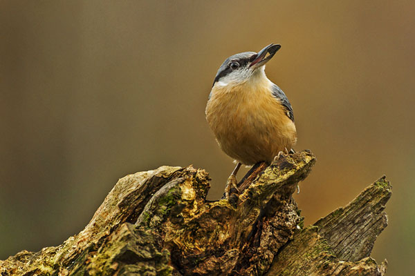 NUTHATCH