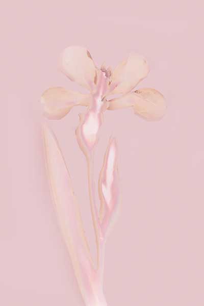 PHOTOGRAM - BEARDED IRIS