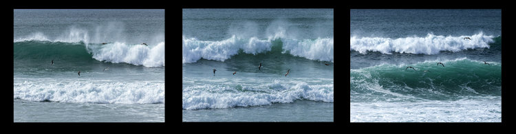 Seabirds Skimming The Waves