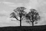 TREES