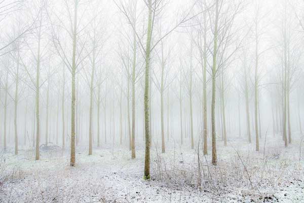 WINTER PLANTATION