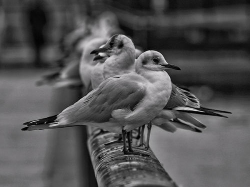 Top Of The Pecking Order