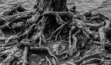 ROOTS