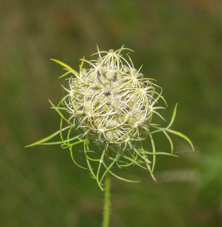 SEED HEAD