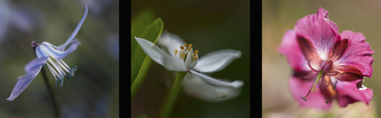 SPRINGTIME