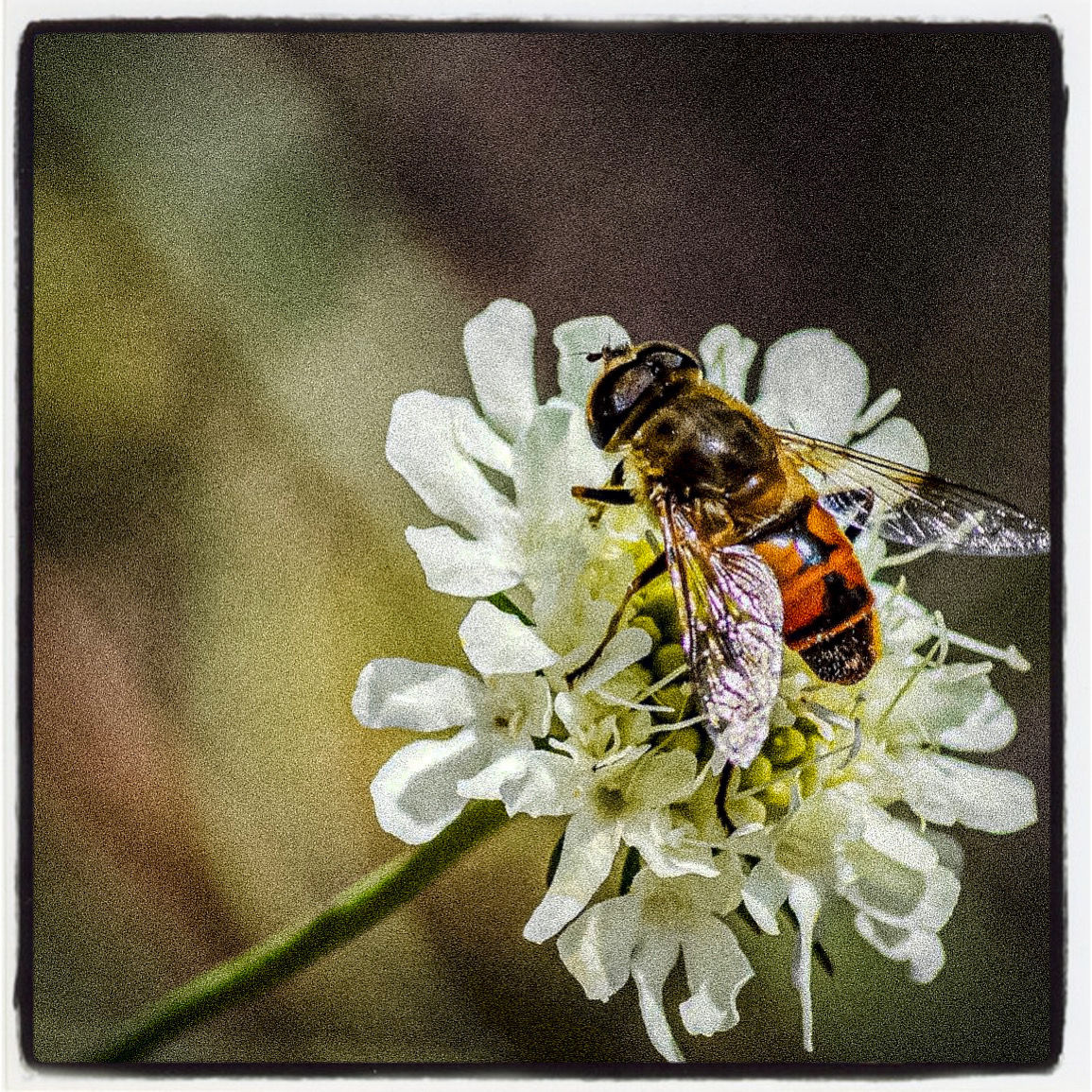 We need Bees