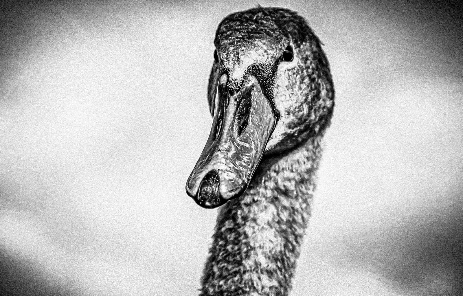 Black and white Swans