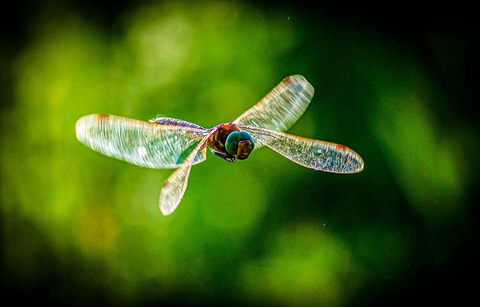 Dragonfly catches the light in flight