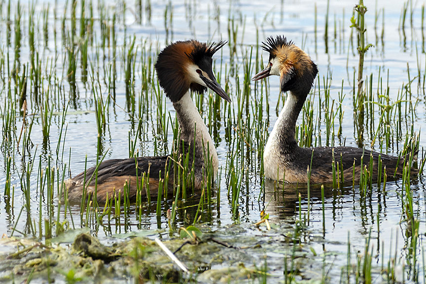 Exposure Triangle in wildlife Photography