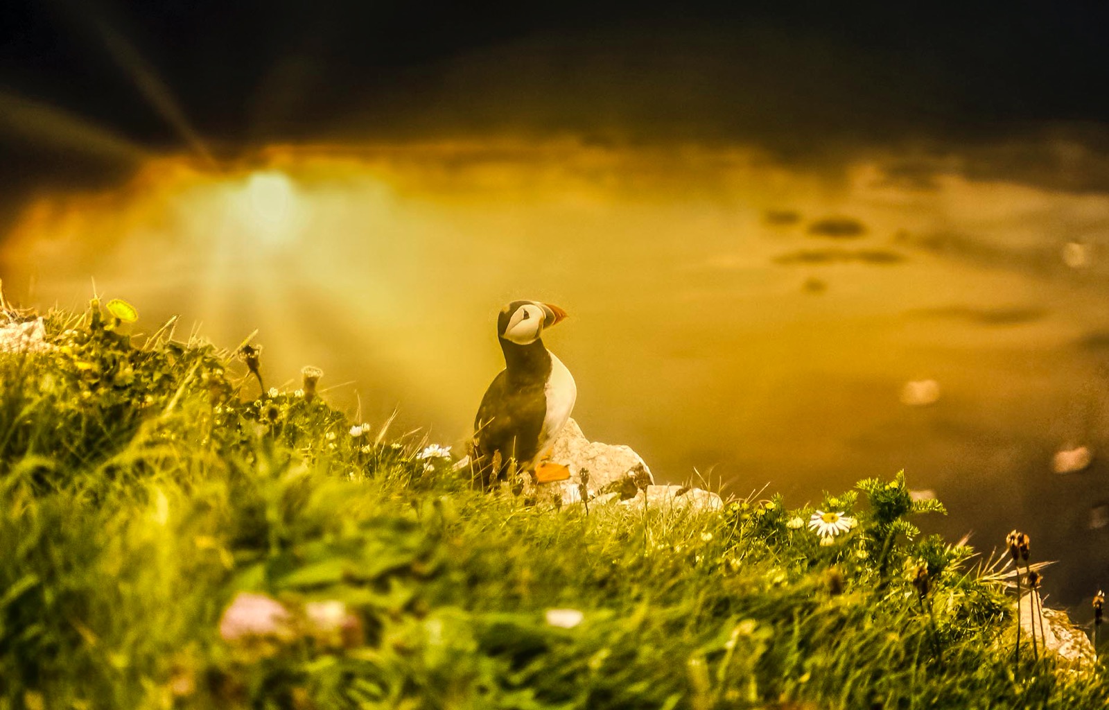 (Fratercula arctica), Puffin Bempton Cliffs North Sea coast England
