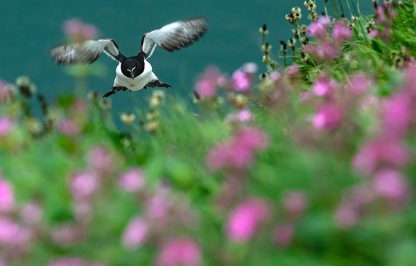 Bempton Cliffs