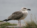 L. marinus juvenile/1st-winter
