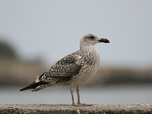 L. marinus juvenile/1st-winter