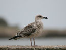 L. marinus juvenile/1st-winter