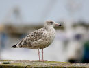L. argentatus 2nd-winter