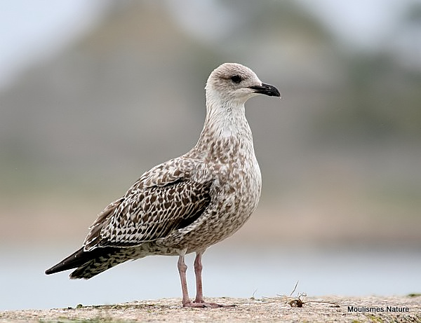 L. argentatus 1st-winter