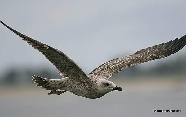 L. argentatus juvenile