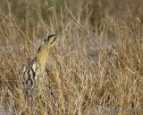 Great Bittern (Botaurus stellaris)