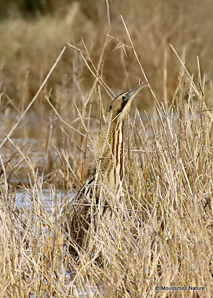 Great Bittern (Botaurus stellaris)
