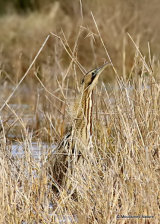 Great Bittern (Botaurus stellaris)