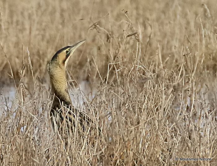 Great Bittern (Botaurus stellaris)