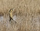 Great Bittern (Botaurus stellaris)