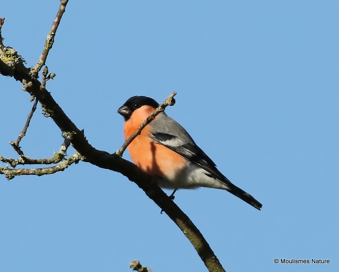 Eurasian Bullfinch (Pyrrhula pyrrhula) M
