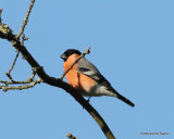 Eurasian Bullfinch (Pyrrhula pyrrhula) M