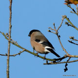 Eurasian Bullfinch (Pyrrhula pyrrhula) F