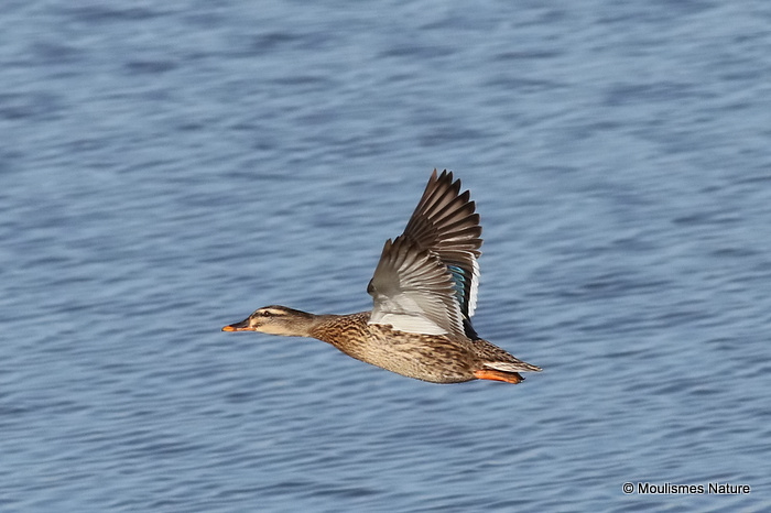 Mallard (Anas platyrhynchos) F, Canard colvert