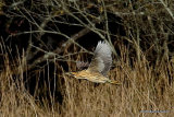Great Bittern (Botaurus stellaris)