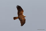 Circus aeruginosus Juv