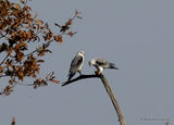 Elanus caeruleus Ad