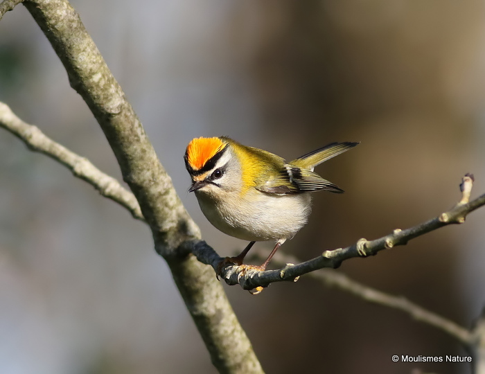 Firecrest (Regulus ignicapilla), Roitelet triple-bandeau