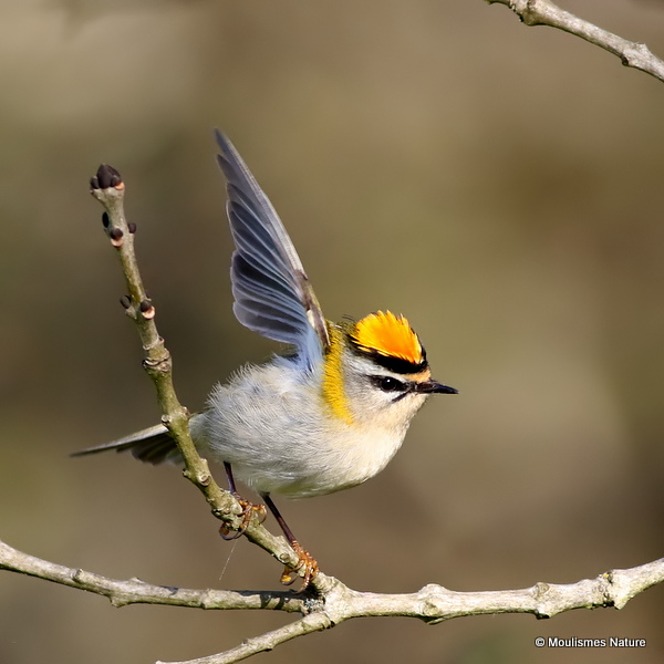 Firecrest (Regulus ignicapilla), Roitelet triple-bandeau