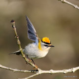 Firecrest (Regulus ignicapilla), Roitelet triple-bandeau