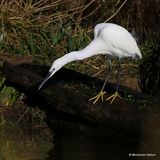 Little Egret (Egretta garzetta) Ad-W