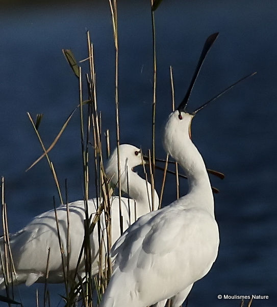 Platalea leucorodia