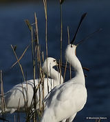 Platalea leucorodia
