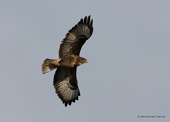 Buteo buteo ad