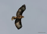 Buteo buteo ad