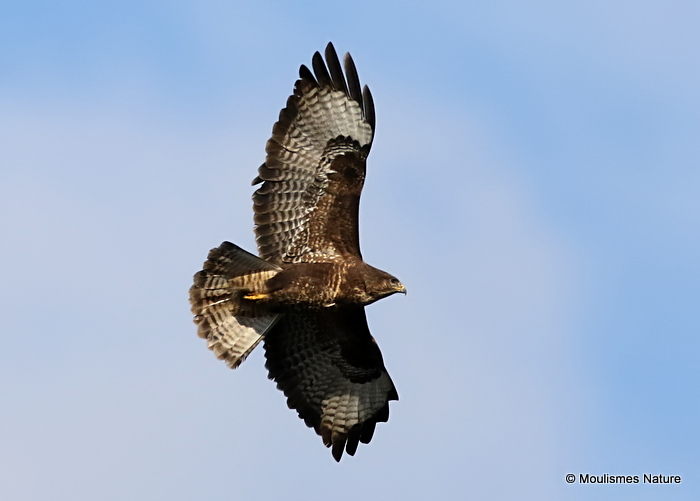 Buteo buteo ad