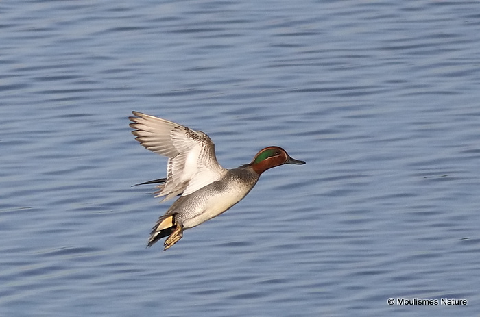 Common Teal (Anas crecca) M-Ad, Sarcelle d'hiver