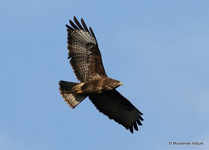 Buteo buteo ad