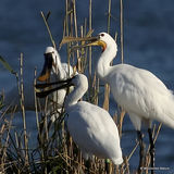 Platalea leucorodia