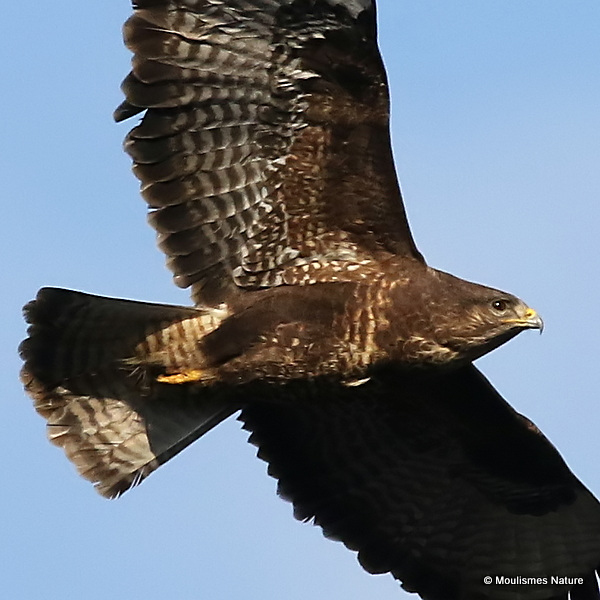 Buteo buteo ad