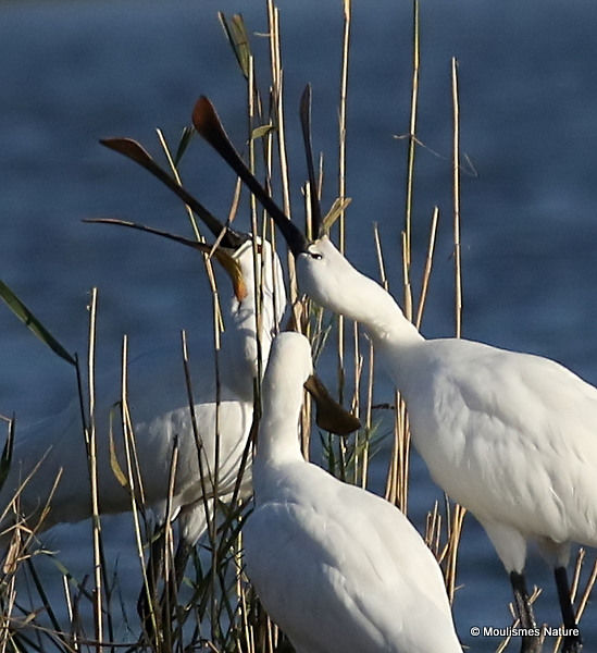 Platalea leucorodia