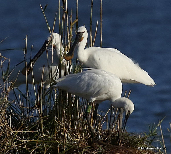 Platalea leucorodia