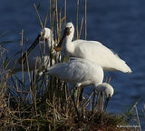 Platalea leucorodia