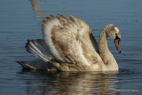 Mute Swan (Cygnus olor) 1W